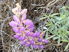 Lupinus albifrons