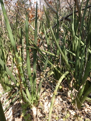 Sansevieria pearsonii