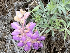 Lupinus albifrons
