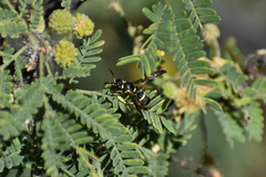 Parancistrocerus declivatus