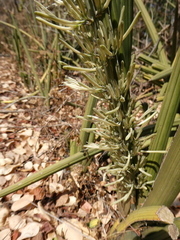 Sansevieria pearsonii