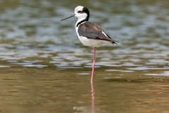 Himantopus mexicanus melanurus