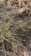 Ephedra trifurca