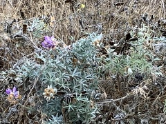 Lupinus albifrons