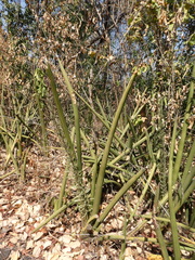 Sansevieria pearsonii