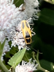 Chauliognathus scutellaris