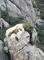 Ferocactus histrix