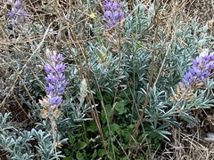Lupinus albifrons