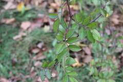 Rosa setigera
