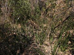 Sansevieria pearsonii
