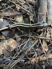 Eurycea guttolineata