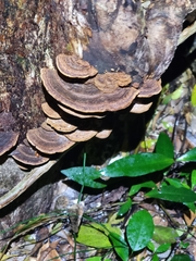 Hexagonia tenuis