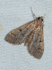 Herpetogramma phaeopteralis