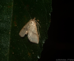 Addaea subtessellata