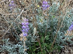 Lupinus albifrons