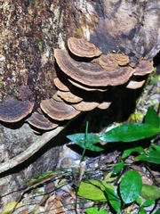 Hexagonia tenuis