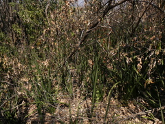 Sansevieria pearsonii