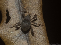 Onidistus araneus
