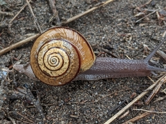 Helminthoglypta stiversiana