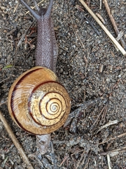 Helminthoglypta stiversiana