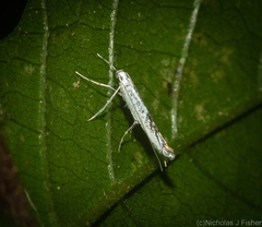 Cuphodes thysanota