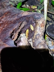 Hexagonia tenuis