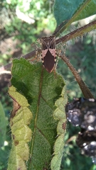 Hypselonotus punctiventris