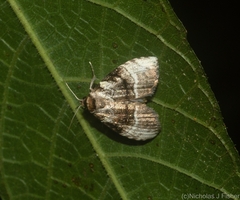 Acatapaustus metallopa