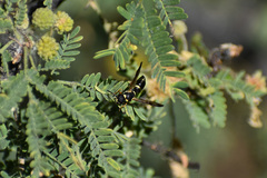 Parancistrocerus declivatus