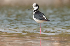 Himantopus mexicanus melanurus