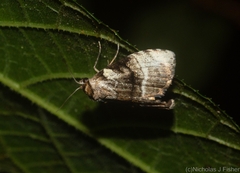 Acatapaustus metallopa