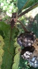 Hypselonotus punctiventris
