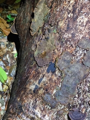 Hexagonia tenuis