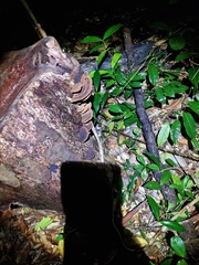 Hexagonia tenuis