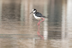 Himantopus mexicanus melanurus