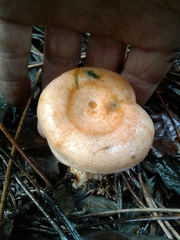 Lactarius semisanguifluus