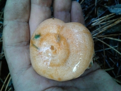 Lactarius semisanguifluus