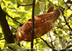 Steatornis caripensis