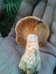 Lactarius semisanguifluus