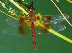 Sympetrum semicinctum occidentale