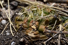 Gymnocalycium monvillei