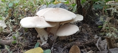 Macrocybe