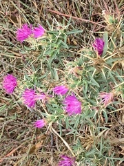 Centaurea calcitrapa