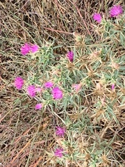 Centaurea calcitrapa