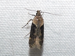 Chionodes mediofuscella