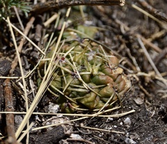 Gymnocalycium monvillei