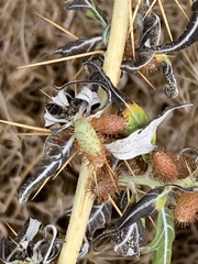 Xanthium spinosum