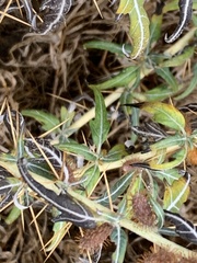 Xanthium spinosum