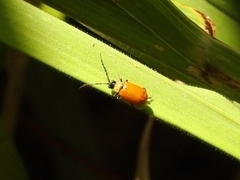 Diabroticina