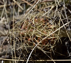 Gymnocalycium monvillei